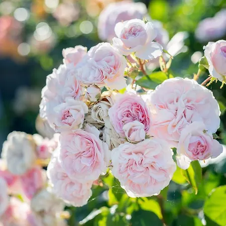 Apartament Kuenstlerhaus 'malkasten' Og